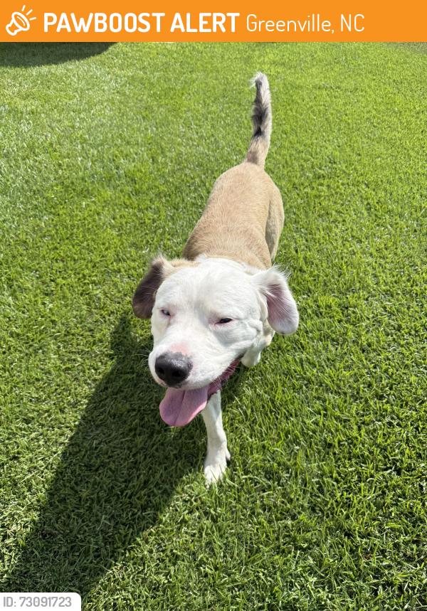 Found/Stray Male Dog last seen Black Jack Simpson Rs, Greenville, NC 27858