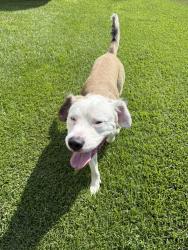 Found/Stray Male Dog last seen Black Jack Simpson Rs, Greenville, NC 27858