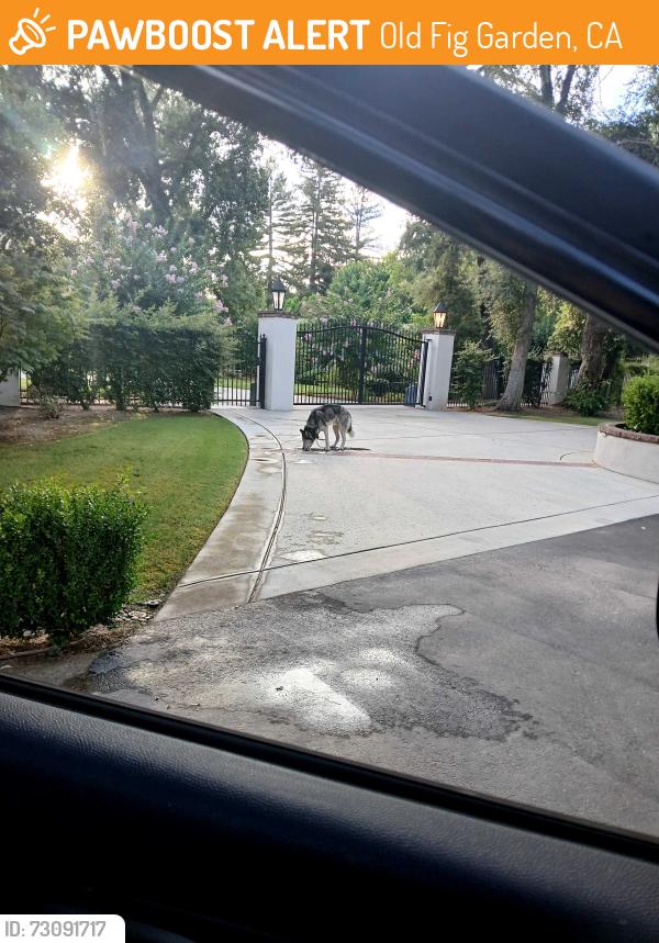 Found/Stray Male Dog last seen Ashlan and Van Ness, Old Fig Garden, CA 93704