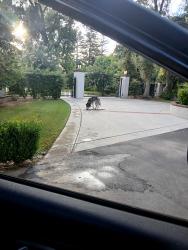 Found/Stray Male Dog last seen Ashlan and Van Ness, Old Fig Garden, CA 93704