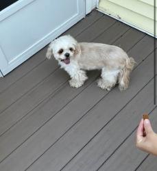 Found/Stray Unknown Dog last seen Ponderosa Association buolding, Montezuma, IA 50171