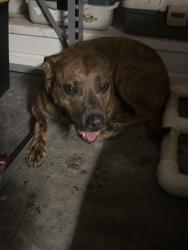 Reunited Male Dog last seen Verot school Rd , Youngsville, LA 70592