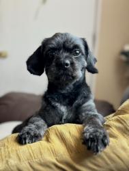 Reunited Male Dog last seen Near, El Paso, TX 79905