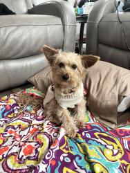 Lost Female Dog last seen Near Fremont st, Norfolk, VA 23504