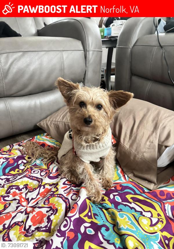 Lost Female Dog last seen Near Fremont st, Norfolk, VA 23504