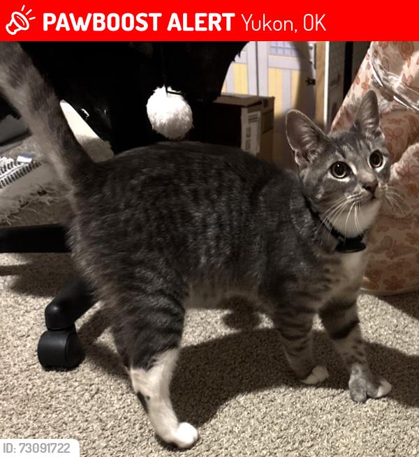 Lost Male Cat last seen Mustang ridge 44th Czech Hall, Yukon, OK 73099