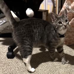 Lost Male Cat last seen Mustang ridge 44th Czech Hall, Yukon, OK 73099