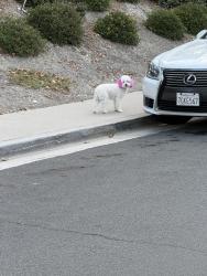 Found/Stray Unknown Dog last seen Ponderosa and Sanborn, Aliso Viejo, CA 92656