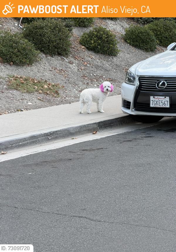 Found/Stray Unknown Dog last seen Ponderosa and Sanborn, Aliso Viejo, CA 92656