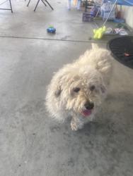 Found/Stray Female Dog last seen Siena St and Tasman Place, San Diego, CA 92114