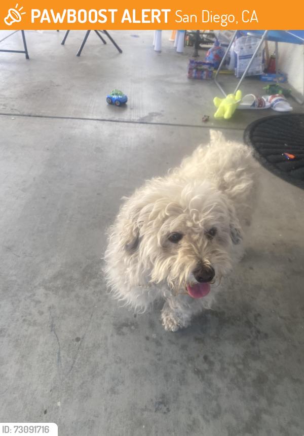 Found/Stray Female Dog last seen Siena St and Tasman Place, San Diego, CA 92114
