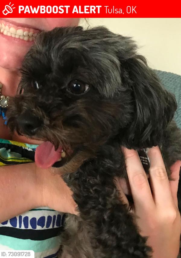 Lost Female Dog last seen E 21st Pl and S Maplewood Ave, Tulsa, OK 74114