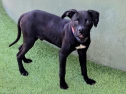 Shelter Stray Male Dog last seen , 14409 Vanowen St, Van Nuys, CA 91405, USA