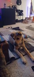 Reunited Female Dog last seen Claremont Court, Vass, nc, Vass, NC 28394