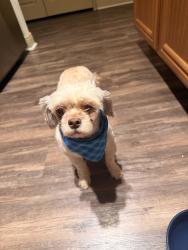 Reunited Female Dog last seen Lake Lily, Maitland, FL 32751