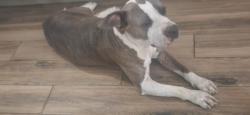 Found/Stray Female Dog last seen BW HOTEL, Cleveland, TX 77328
