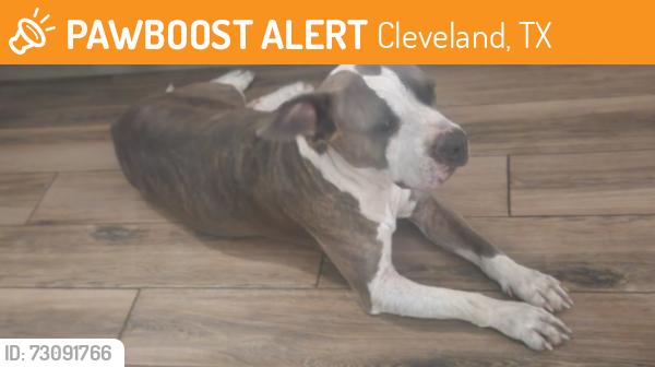 Found/Stray Female Dog last seen BW HOTEL, Cleveland, TX 77328