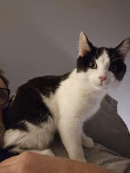 Lost Male Cat last seen Near south 8000 west, Magna, UT 84044