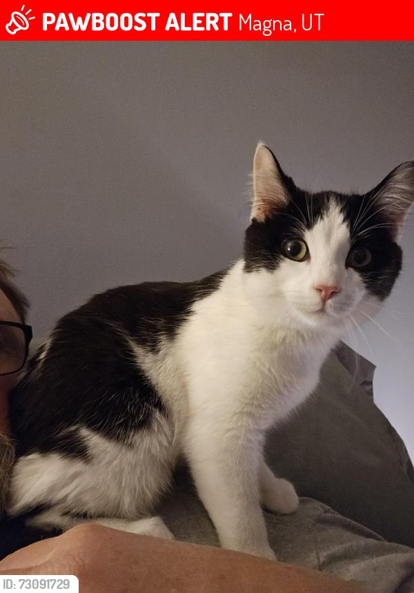 Lost Male Cat last seen Near south 8000 west, Magna, UT 84044