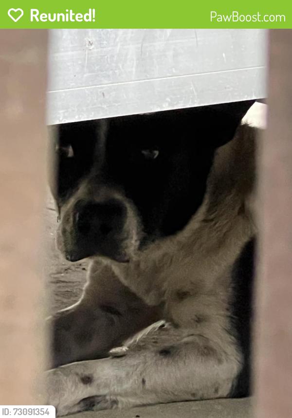 Reunited Unknown Dog last seen Teljean Rd , Lafayette, LA 70503