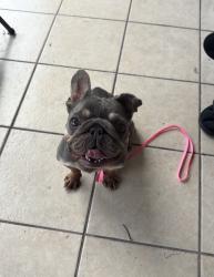 Reunited Female Dog last seen Redeemer Presbyterian Church, Inverness, FL 34450