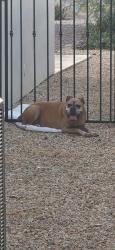 Found/Stray Female Dog last seen Bayberry rd, Las Cruces, NM 88012