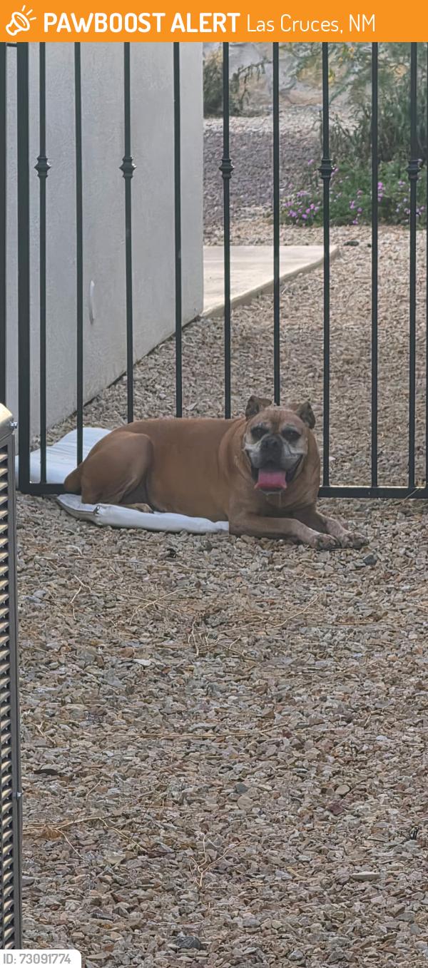 Found/Stray Female Dog last seen Bayberry rd, Las Cruces, NM 88012