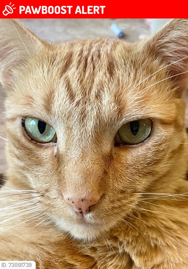 Lost Male Cat last seen East/Tumin, La Habra Heights, CA 90631