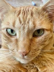 Lost Male Cat last seen East/Tumin, La Habra Heights, CA 90631