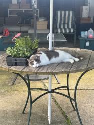Lost Female Cat last seen Marcos Pizza, Garfield Heights, OH 44125