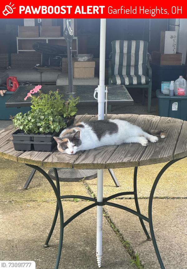 Lost Female Cat last seen Marcos Pizza, Garfield Heights, OH 44125