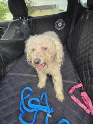 Reunited Male Dog last seen Intersection of Smith Road and Lewis ave, Bedford Township, MI 48182