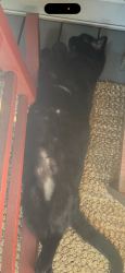 Lost Male Cat last seen Old Tory Trail and Highway 78, Aiken, SC 29801
