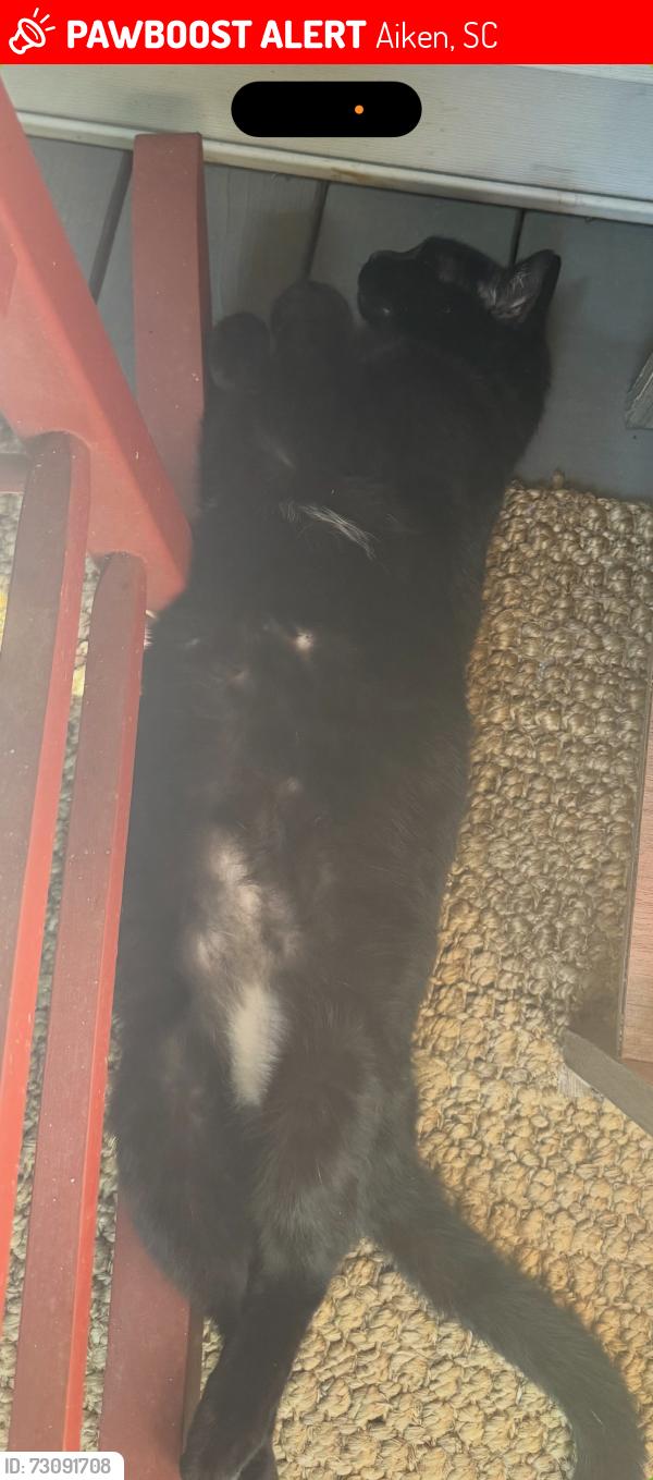 Lost Male Cat last seen Old Tory Trail and Highway 78, Aiken, SC 29801