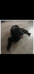 Reunited Male Dog last seen Bayshore gardens , Bradenton, FL 34207