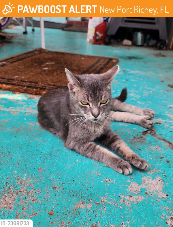 Found/Stray Female Cat last seen Alcea st new port richey florida 34652, New Port Richey, FL 34652