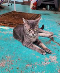 Found/Stray Female Cat last seen Alcea st new port richey florida 34652, New Port Richey, FL 34652