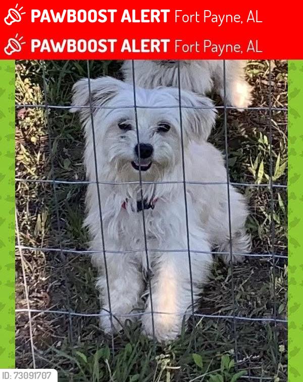 Lost Female Dog last seen Near County Road 78, Fort Payne, AL 35967