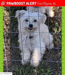 Lost Female Dog last seen Near County Road 78, Fort Payne, AL 35967