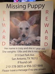 Lost Female Dog last seen McCullough ave and E park Ave, San Antonio, TX 78212