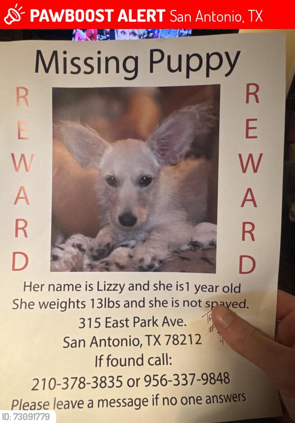 Lost Female Dog last seen McCullough ave and E park Ave, San Antonio, TX 78212