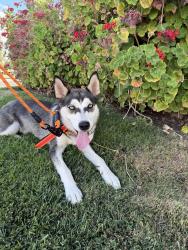 Found/Stray Female Dog last seen Shaw and Marks - BIG 5, Fresno, CA 93711