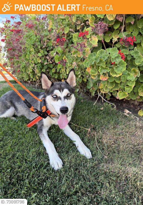 Found/Stray Female Dog last seen Shaw and Marks - BIG 5, Fresno, CA 93711