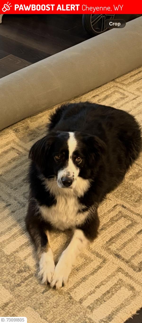 Lost Male Dog last seen In my yard., Cheyenne, WY 82009