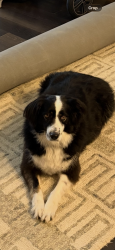 Lost Male Dog last seen In my yard., Cheyenne, WY 82009
