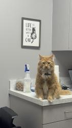 Reunited Male Cat last seen Near dell street , Elsmere, KY 41018