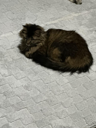 Reunited Female Cat last seen Redbud Vine St, North Las Vegas, NV 89085