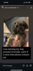 Lost Male Dog last seen Crowley condon, Buffalo, NY 14207