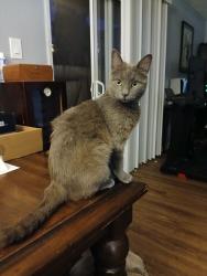 Lost Female Cat last seen Whitney Ave and Watt Ave, Sacramento, CA 95821