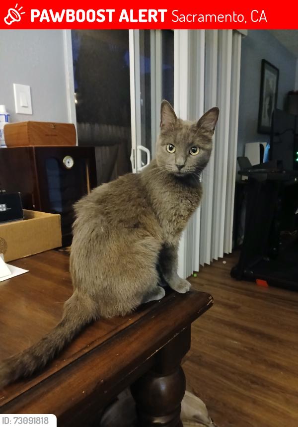 Lost Female Cat last seen Whitney Ave and Watt Ave, Sacramento, CA 95821